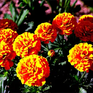 Marigolds In Sunshine PNG Avu43 PNG