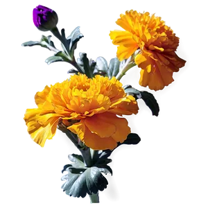 Marigolds In Sunshine PNG Txd PNG