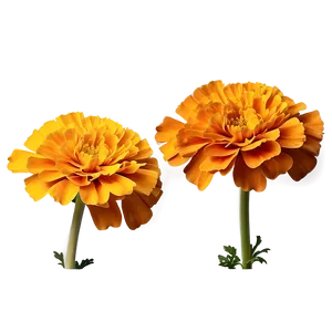 Marigolds On White Background Png 06132024 PNG image