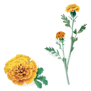 Marigolds On White Background Png Rtg59 PNG image