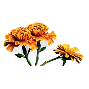 Marigolds Vector Art PNG 06132024 PNG