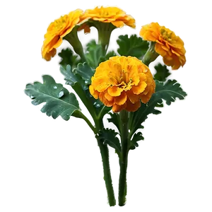 Marigolds With Dew Drops PNG 06132024