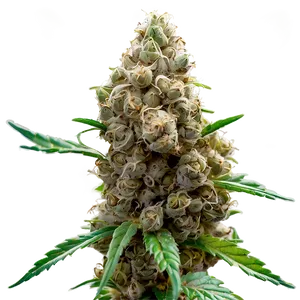 Marijuana Bud Png 05032024 PNG image