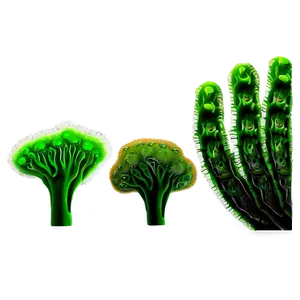 Marine Algae Artwork Png 06212024 PNG image