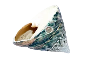 Marine Conch Shell Isolated PNG image