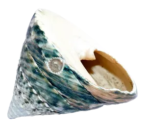 Marine Conch Shell Isolated PNG image