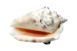 Marine Conch Shell Isolated PNG image