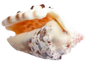 Marine Conch Shell Isolated PNG image