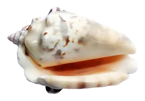 Marine Conch Shell Isolated PNG image