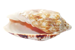 Marine Conch Shell PNG image