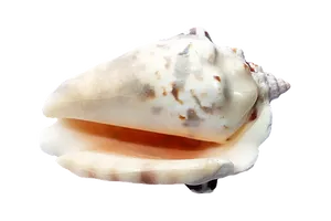 Marine Conch Shellon Black PNG image