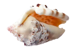 Marine Conch Shellon Black PNG image