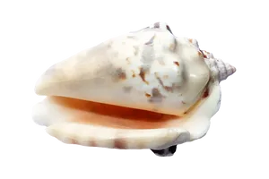 Marine Conch Shellon Black PNG image