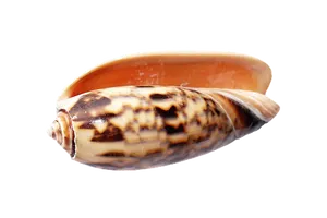 Marine Cone Shell Isolated PNG image