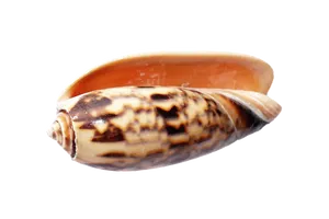 Marine Cone Snail Shell PNG image