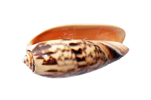 Marine Cone Snail Shell PNG image