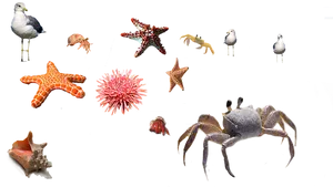 Marine Life Collage PNG image