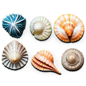Marine Life Seashells PNG 06132024 PNG
