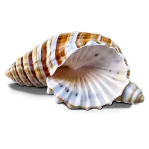 Marine Seashell Clipart Png 06262024 PNG image