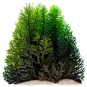 Marine Seaweed Landscape PNG 05242024