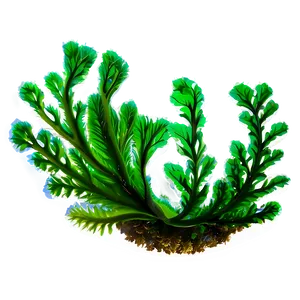 Marine Seaweed Landscape PNG 53