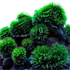 Marine Seaweed Landscape PNG Itd47