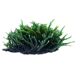 Marine Seaweed Landscape PNG Wpw