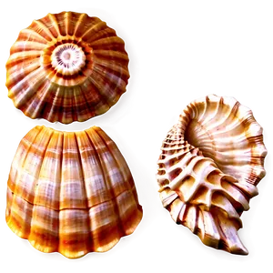 Marine Shells Set Png Aqk PNG image