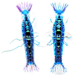 Marine Zooplankton PNG Jnw50 PNG
