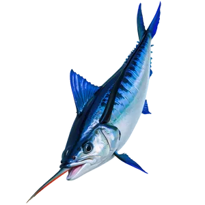 Marlin Catch Of The Day PNG 06242024