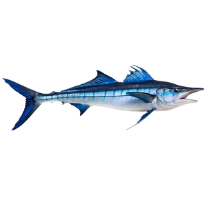 Marlin Catch Of The Day Png 18 PNG image