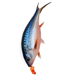 Marlin Fish Steak PNG Aox48 PNG