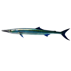 Marlin Spearfishing Png Xdj57 PNG image