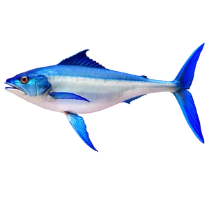 Marlin Underwater PNG 06242024