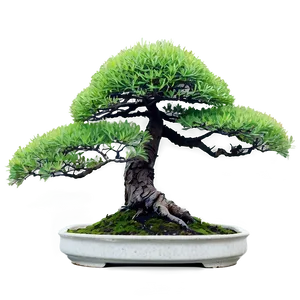 Mature Bonsai Tree PNG 19
