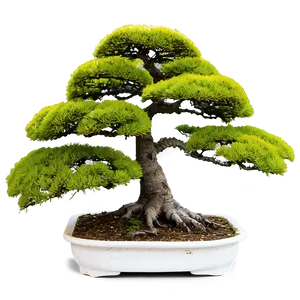 Mature Bonsai Tree PNG 59