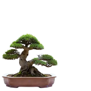 Mature Bonsai Tree Png 99 PNG image