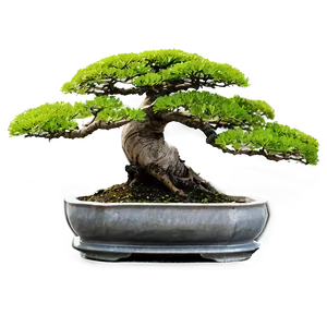 Mature Bonsai Tree Png Mlq PNG image