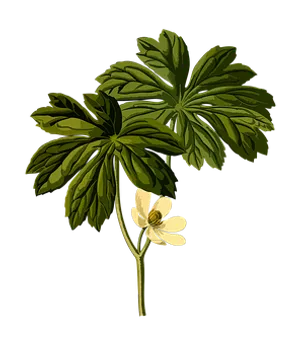 Mayapple Plant Illustration PNG image