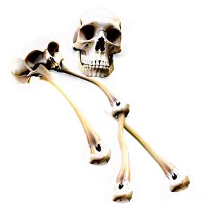 Medical Bones Png 7 PNG image