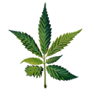 Medicinal Cannabis Png 05032024 PNG image