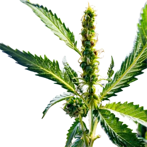 Medicinal Cannabis Png Bke64 PNG image