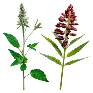 Medicinal Herb Png 73 PNG image