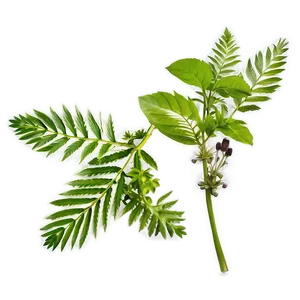 Medicinal Plant Herb PNG 06272024
