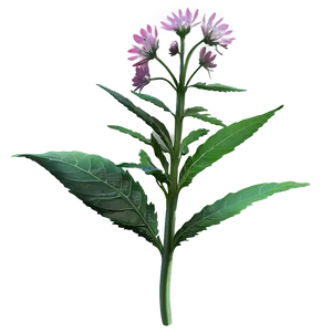 Medicinal Plant Herb PNG Nvm88