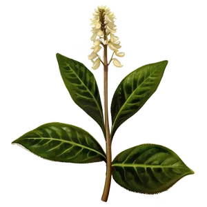 Medicinal Plant PNG Toe