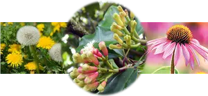 Medicinal Plants Collage PNG image