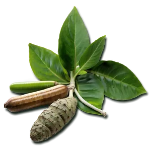 Medicinal Plants Png 72 PNG image