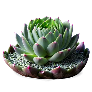 Medicinal Succulents List PNG 06212024