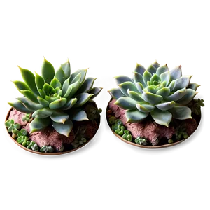 Medicinal Succulents List PNG 71 PNG